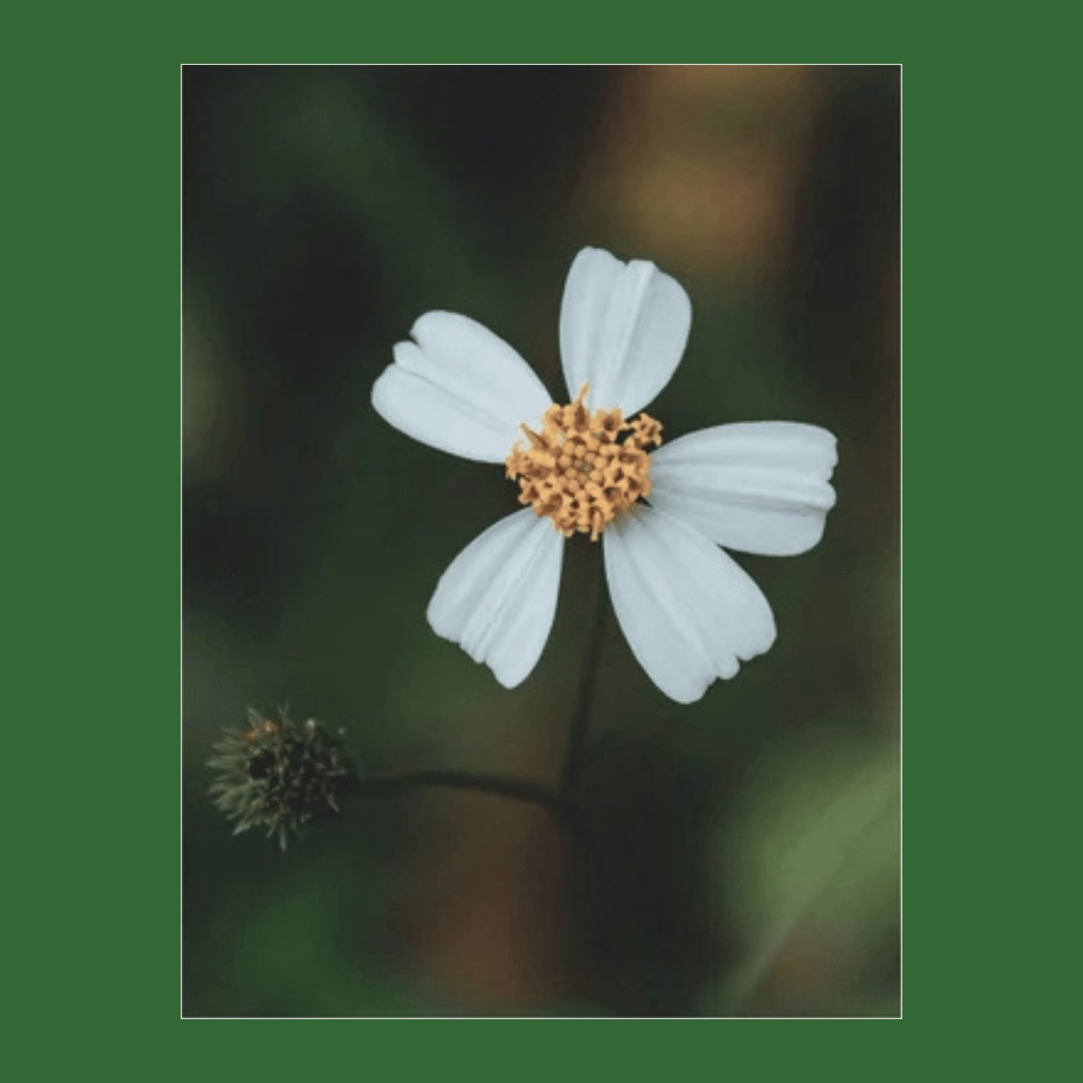 Bidens Pilosa Eye Serum | versafynaturals